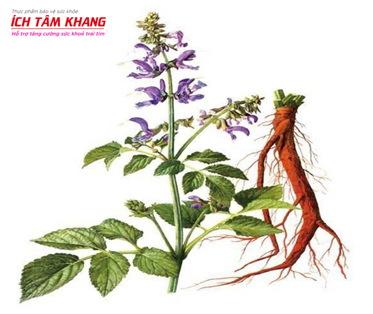 Đan sâm là một trong những loại thảo dược có lợi cho người bệnh hẹp van 3 lá